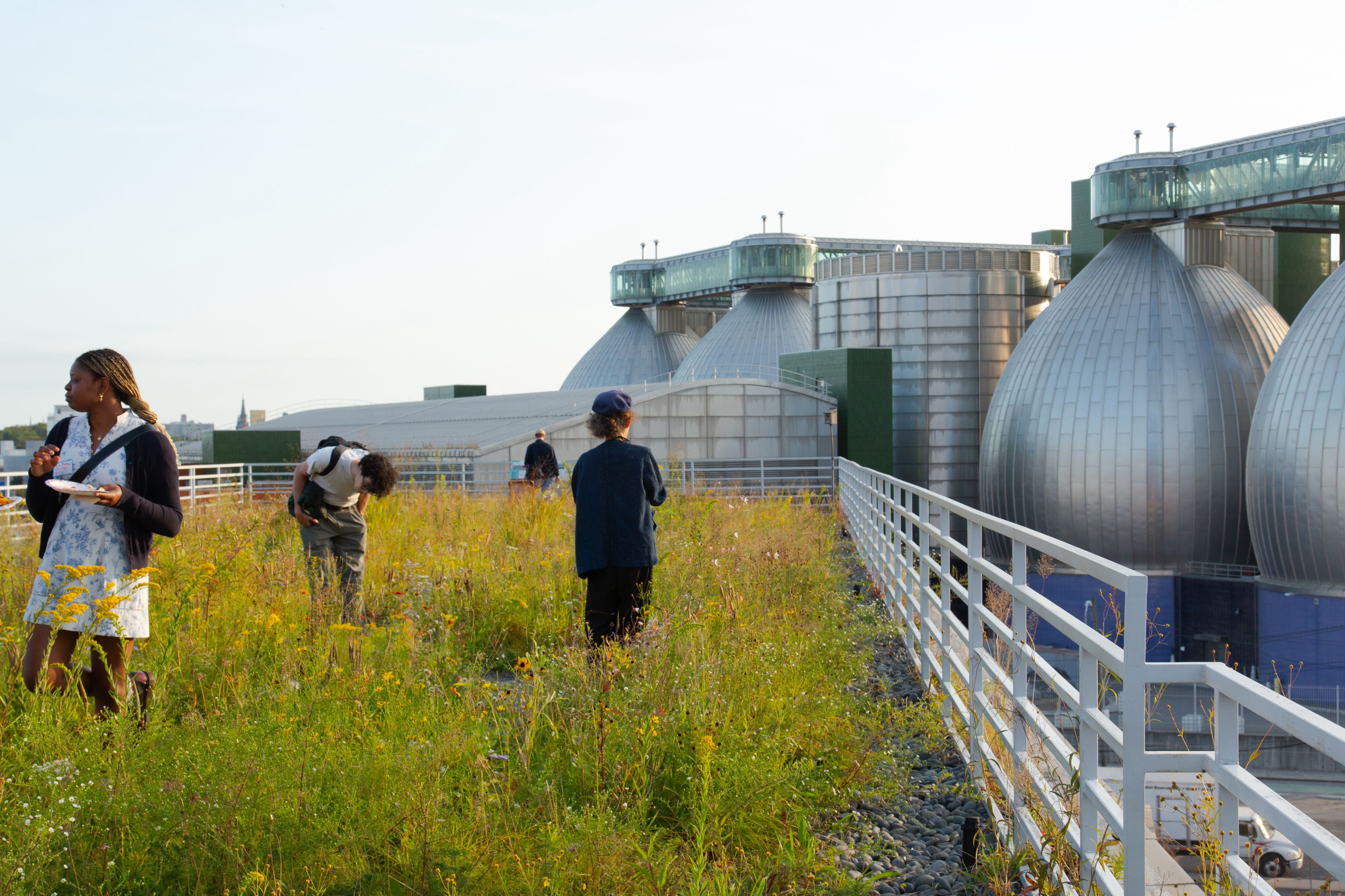 Four people on a green roof of wildflowers, in different positions and looking around. There is a largest wastewater management facility in the background.